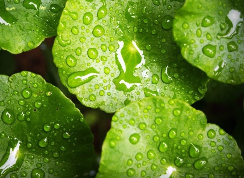 水油平衡Water & Oil Balance JUSTT BEAUTHY 唯美健康 營養美容油 Facial Oil+保濕精華 潔面 Cleansing 水合調理 Hydro-regulating 加強保濕 Intensive moisturizing 強效補水 Hydrating booster 鎖水 Locking in moisture 眼部謢理